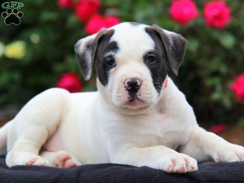 Brilliant American Bulldog