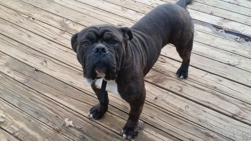 American Bulldog pups