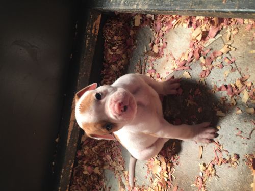 American Bulldog Puppies