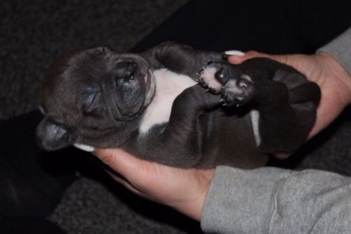 American Bulldogs Pups