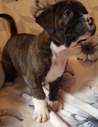 American Bulldog Puppies