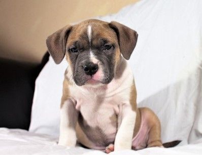 adorable American Bully pups.