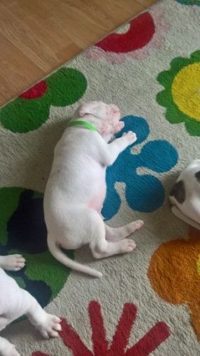 Amazing American Bulldogs