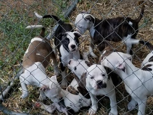 American bulldog pups
