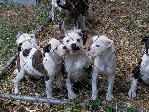 American bulldogs