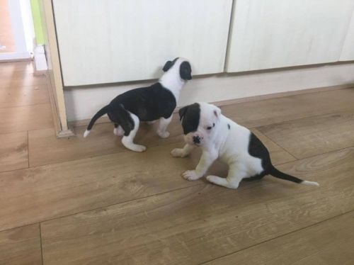 Stunning American Bulldog Puppies Blue For Sale