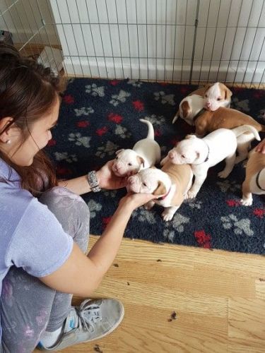 Bulldog pups for sale
