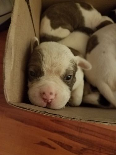 4 week old american bulldog