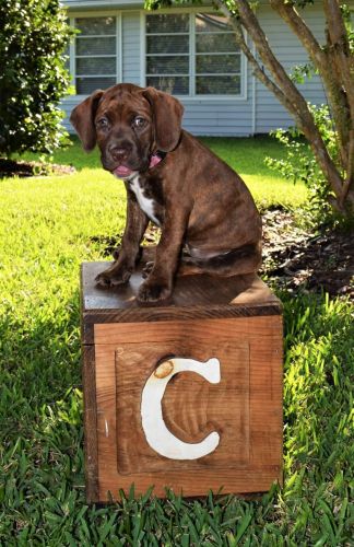 Rehoming Sweet Babies