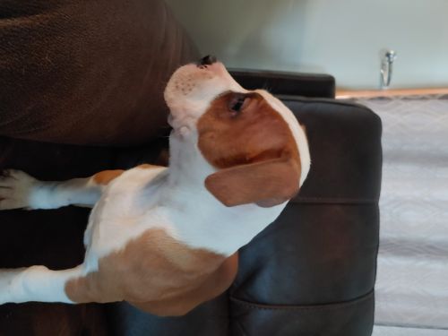 Nkc american bulldog puppies