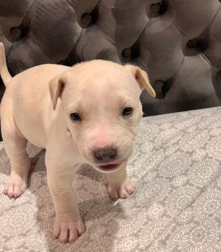 Pitbull/healer mixes