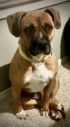 Emotional support dog