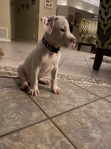 Beautiful male American Bulldog