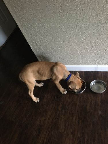 I have a bully pup trying to rehome