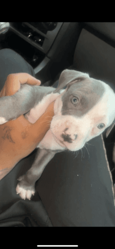 7 week blue eyed American bully