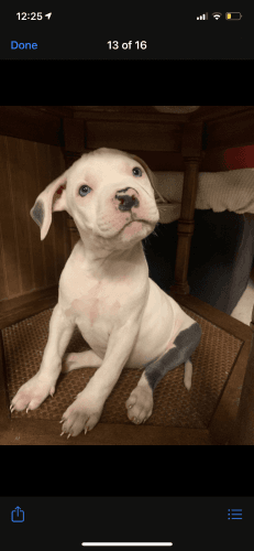 Beautiful blue eyed beauties