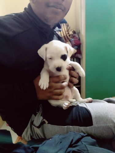 Selling puppy 40 days male white color black eye spot with blue eyes