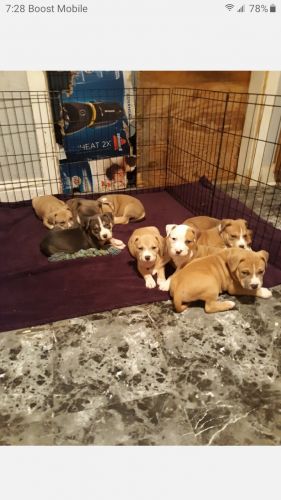 Ukc American bullies