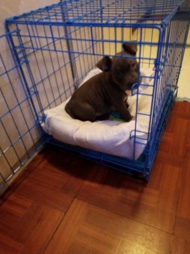 Blue nose pocket Bully