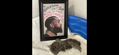 Micro Exotic Bullies