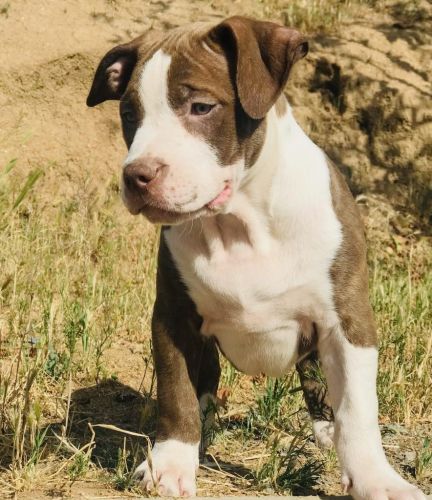 AMERICAN BULLY
