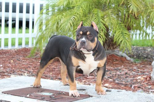 6 Month American Bully Puppy