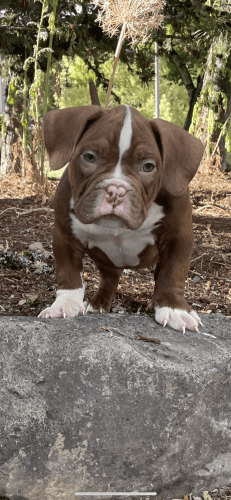 American full bread bullies
