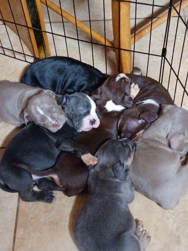 Tri colored pocket bully puppies