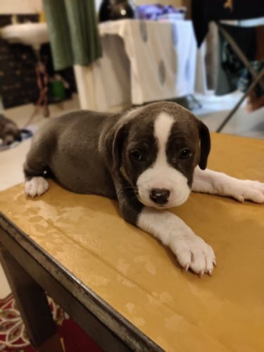 For puppies are available for sale 3 male 1 female