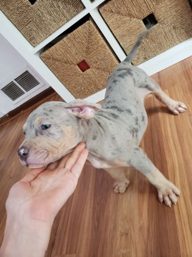 8 week xl american bully abkc