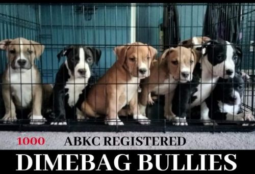 9 weeks with papers and shots ready for new homes