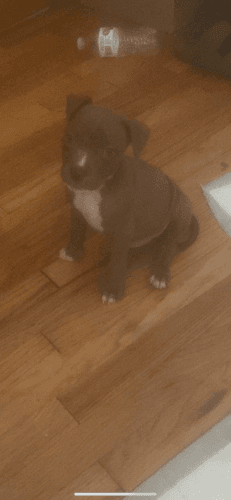 Pitbull puppy for sale