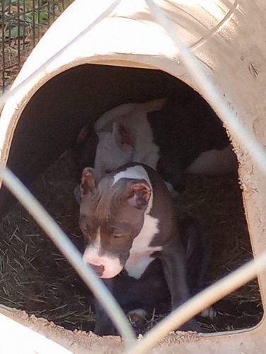 Pitbull puppys