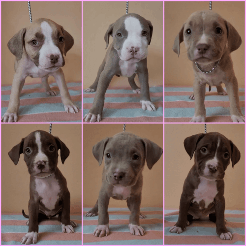 American Bully Puppies