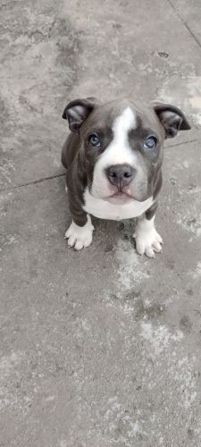 American Bully Puppies for sale in 8th Block, Jayanagar, Bengaluru, Karnataka, India. price: 11,000 INR