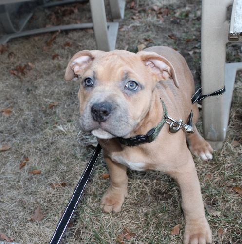 American bully for sale