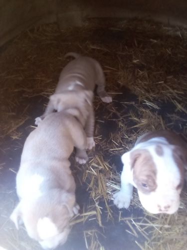 American bully for sale