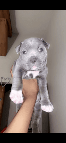 American Bully