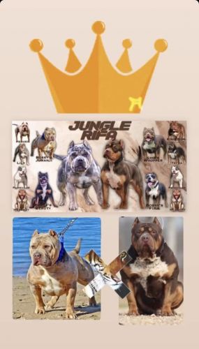 ***MEETS GATORHEADBULLIES - L@@K THESE