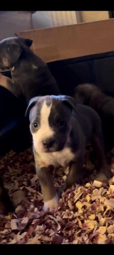 Blue and black Tri's