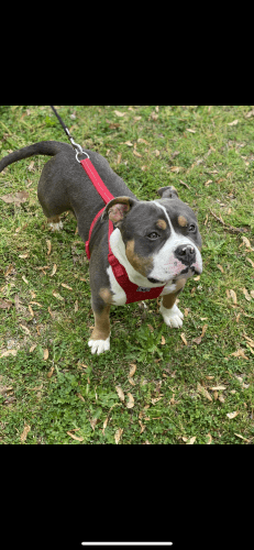 American bully