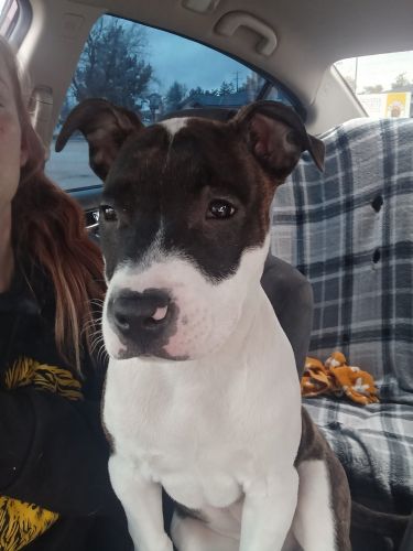 Help with our fur babies:(