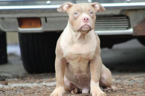 American bully