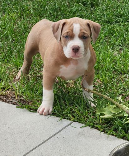 ABKC pocket American Bully - Meet Two Socks