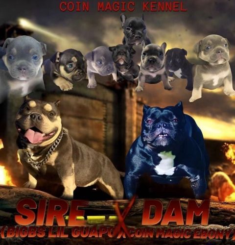 American Bully puppies