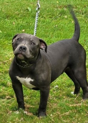 UKC Razors Edge American bullies.