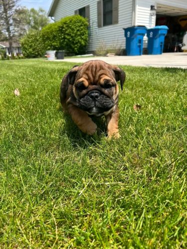 American bullies for adoption