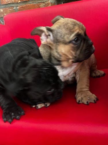 MALE & FEMALE MICRO BULLY