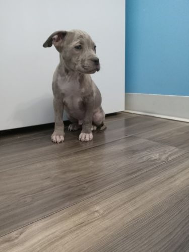 Bully puppies one male merle left