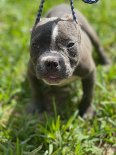 Blue Micro bullies 3x miagi X bullsace